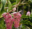 Jardin Botanique De Deshaies Inspirant Martinique Le Parc D Emeraude Et Balade En forªt Tropicale