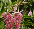 Jardin Botanique De Deshaies Inspirant Martinique Le Parc D Emeraude Et Balade En forªt Tropicale