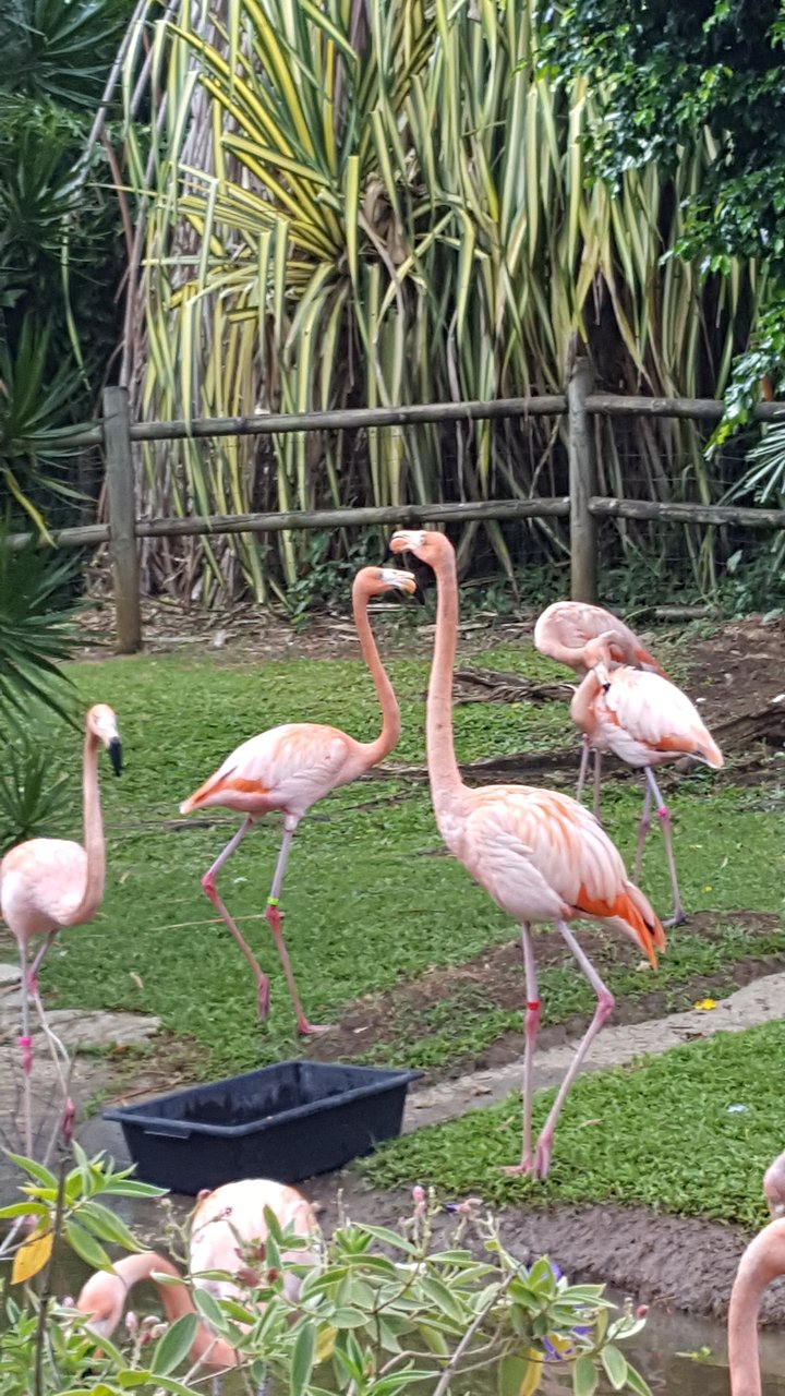 flamingos