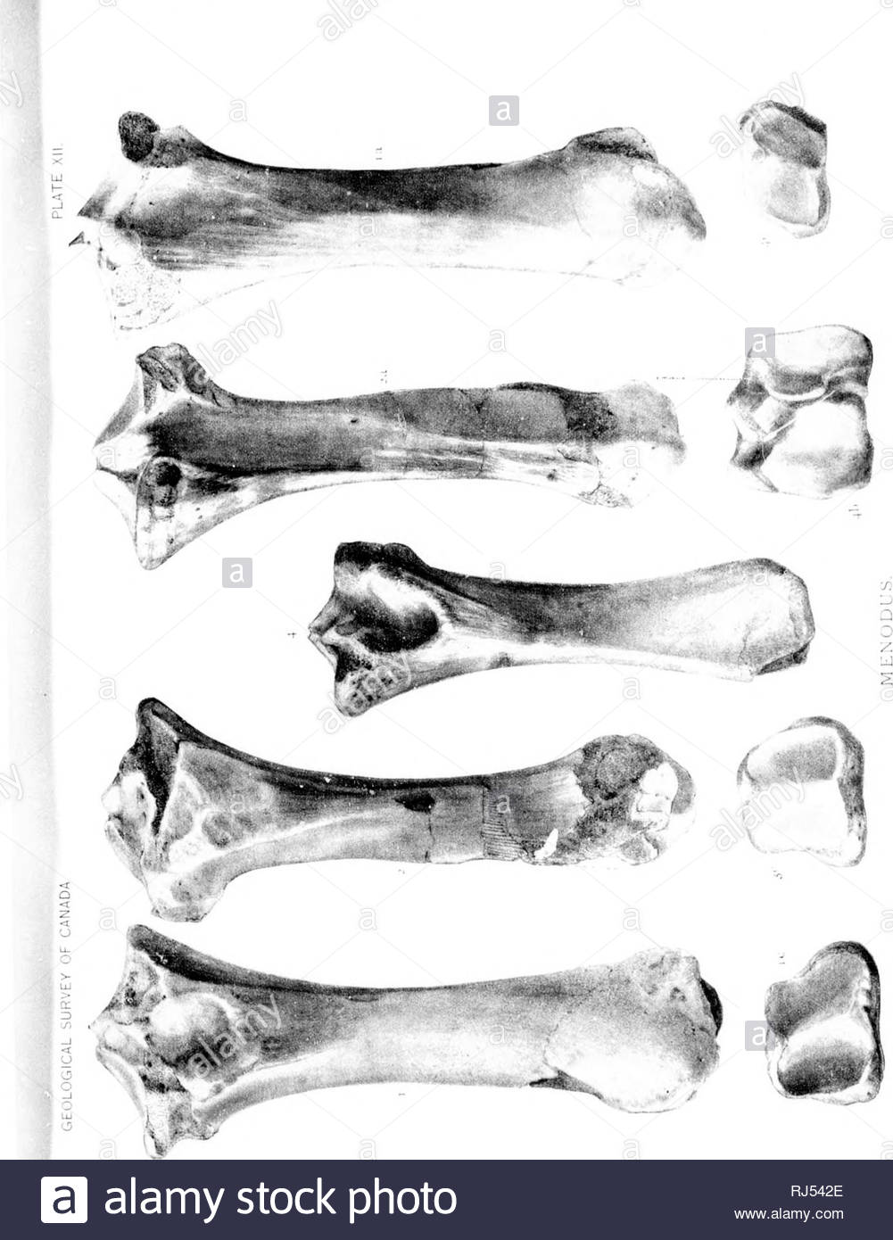 on vertebrata from the tertiary and cretaceous rocks of the north west territory i the species from the oligocene or lower miocene beds of the cypress hills microform paleontology paleontology paleontology paleontology vertebrates fossil palontologie palontologie palontologie palontologie vertbrs fossiles please note that these images are extracted from scanned page images that may have been digitally enhanced for readability coloration and appearance of these illustrations may not perfectly resemble the original work cope e d edward drinker 1840 1897 montr RJ542E