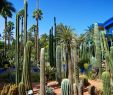 Jardin Botanique De tours Charmant the Many Cacti Found In the Jardin Majorelle Marrakech