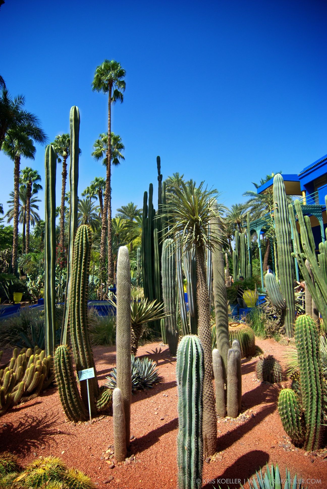 Jardin Botanique De tours Charmant the Many Cacti Found In the Jardin Majorelle Marrakech