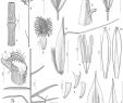 Jardin Botanique De tours Élégant Taxonomic Revision Of Trisetum Section Acrospelion Poaceae