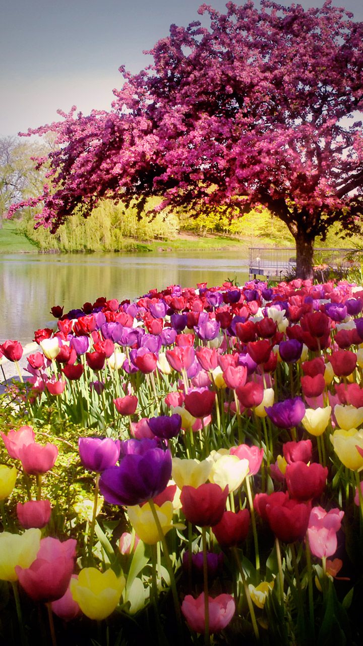 Jardin Botanique De tours Frais Chicago Botanic Garden with 27 Spectacular Gardens On 385