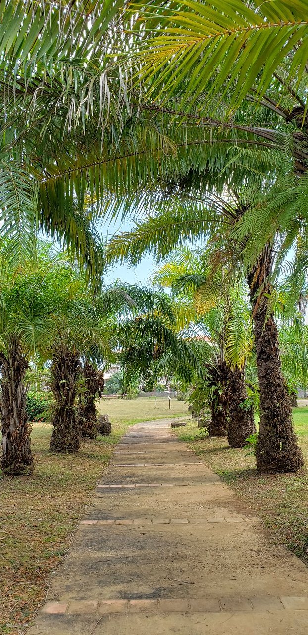 Jardin Botanique De tours Génial Jardin Botanique Cayenne 2020 All You Need to Know