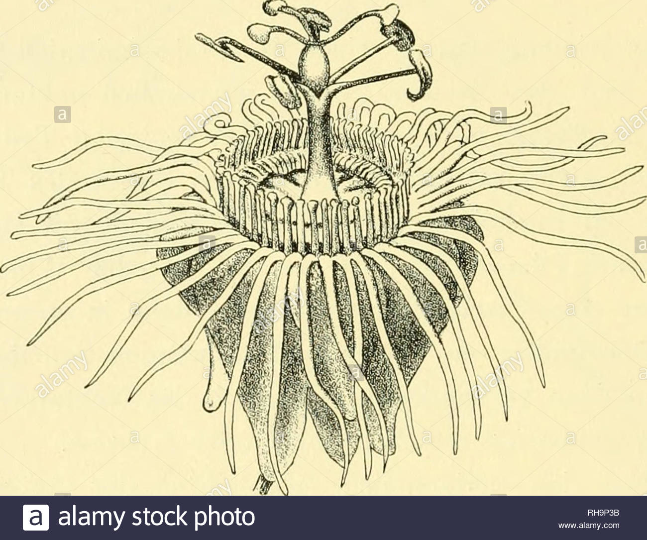 botaniska stu r tellgnade f r kjellman den 4 november 1906 kjellman f r frans reinhold 1846 1907 botany 6o c a m lindman passiflora niicrocarpa mast fig 2 3 blte zeigt in allen teilen eine auffallende uebereinstimmung mit der vorigen ist aber 23 mal so gross und von weisser oder creme weisser farbe gynandrophor filamenta und styli sind jedoch schwarz violett an grosse und fquotorm gehrt sie zu dem in der sektion decaloba gewhnlichen typus kelch und blumenbltter sind whrend des blhens zurckgeklappt fig 2 und der ausdruck flos rotatus od RH9P3B