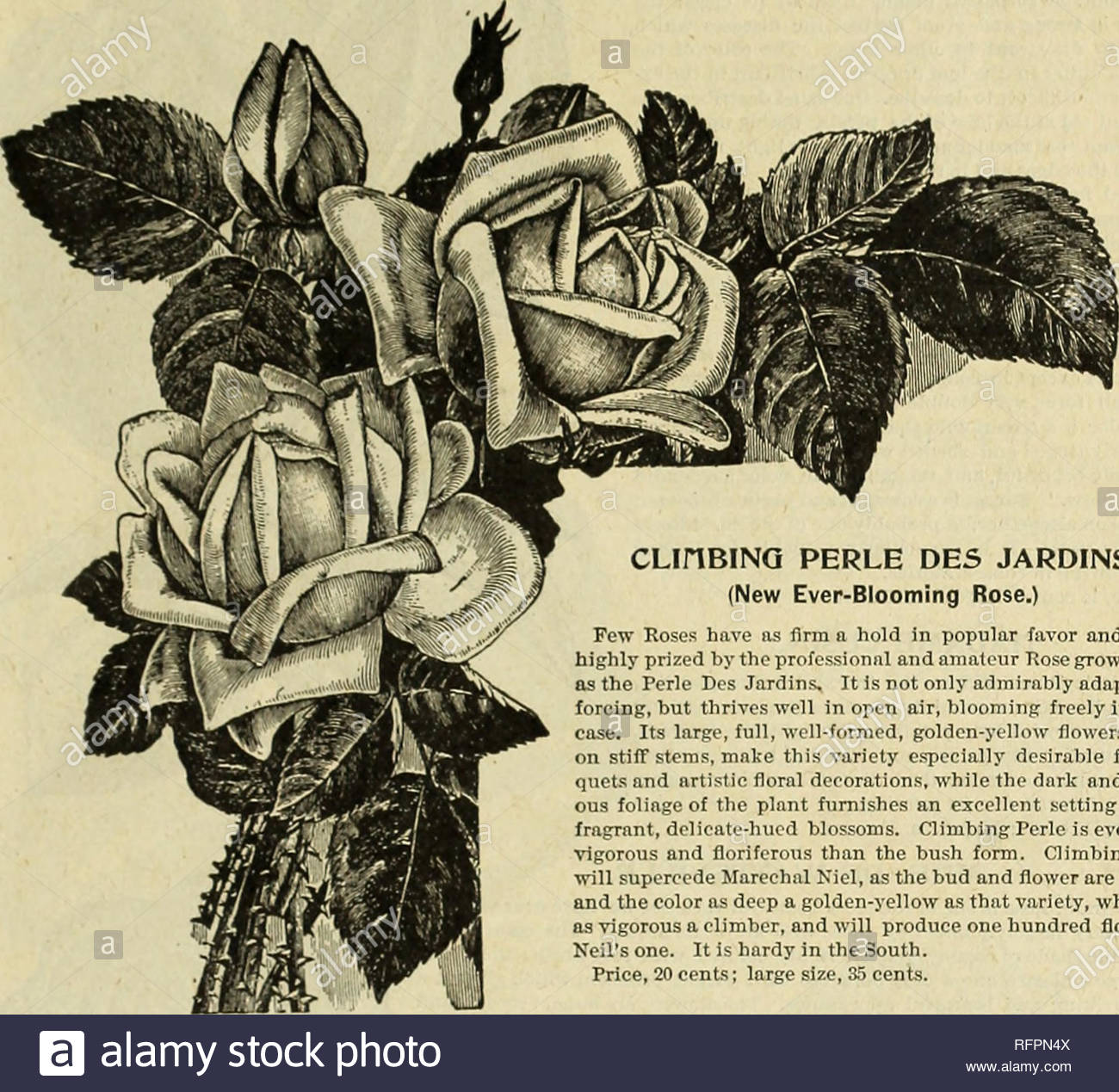 spring 1896 nursery stock ohio catalogs roses ohio catalogs flowers catalogs ve ables catalogs nursery stock roses flowers ve ables 9 climbing tea roses fine for the south and conservatories climbing perle des jardins reine marie henrietta or red flowering gloire de dijon a strong vigorous grower flowers large full and of fine form color a pure eherrv red largo full and sweet scented succeeds well in the south price 15 cents large size 25 cents cloth of gold or chromatella a clear golden yellow large very full and double highly fnigrant much prized i RFPN4X