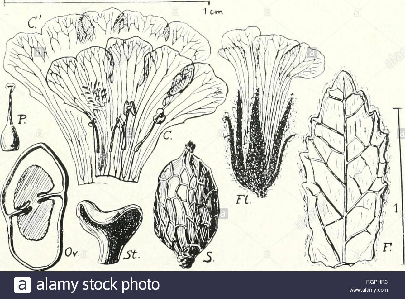 bulletin de la socit botanique de genve plants plants switzerland 125 m m1n0d contribution a ltude du hkmik stemod1a axillares bracteolatse stemodia tomentosa mill greenra ri thomps ageratum americaimm procumbens gnaphalii tacie floribus ad foliorum noilos houstoun mss ex miller i c erinus tomentosus miller gardeners dicionary i 1731 erinus 2 herpestis tomentosa chamisso et schlechtenual in lunuiii v 1830 106 stemodia lanata ruiz et iavon in hh dc mss bentham m dc prodr x 1846 383 godman et salvin in hkmsikv biol ce RGPHR3