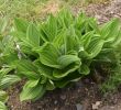 Jardin Botanique Élégant File Veratrum Album In Jardin Botanique De L Aubrac 01