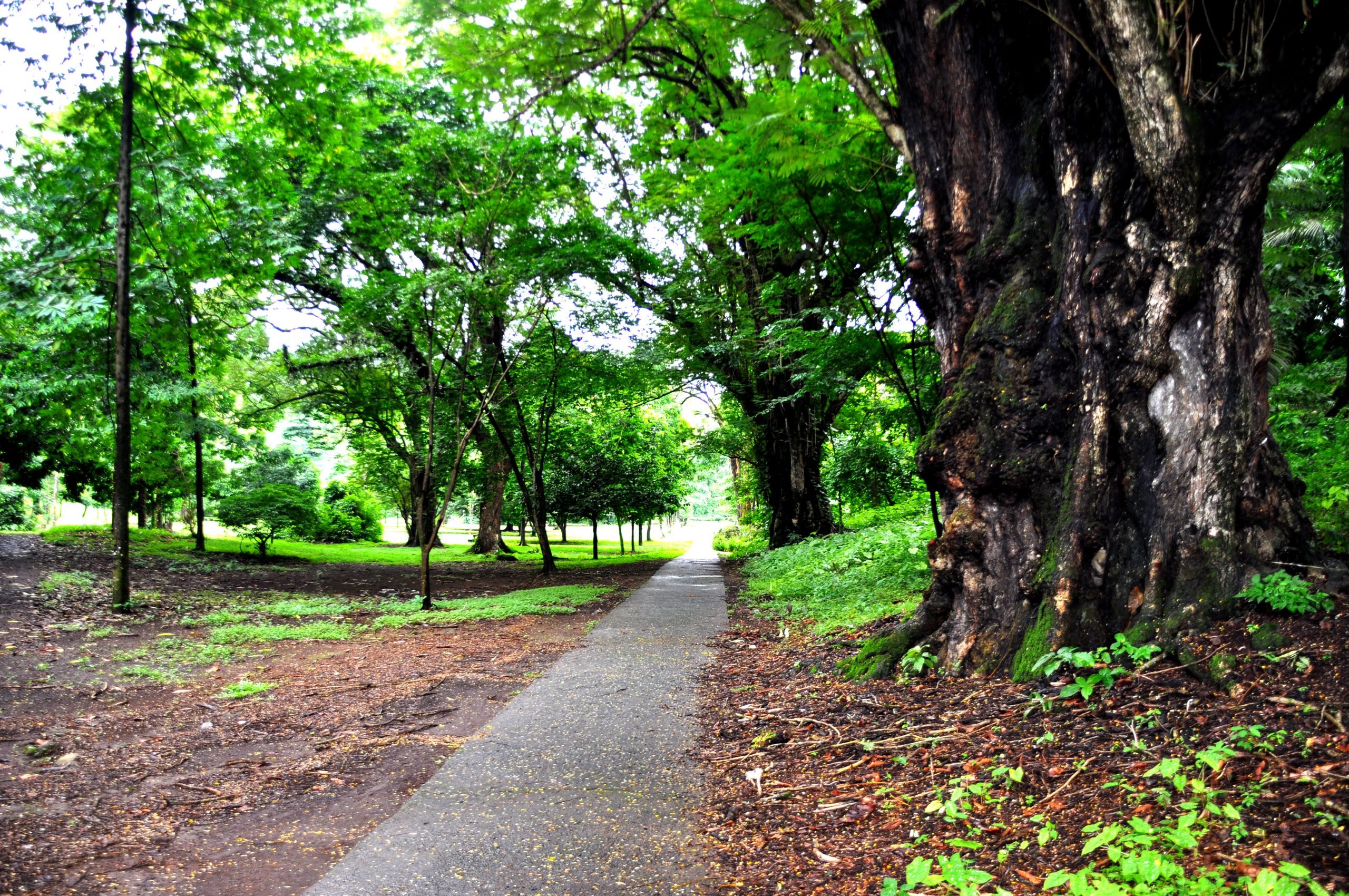 Botanic garden limbe86