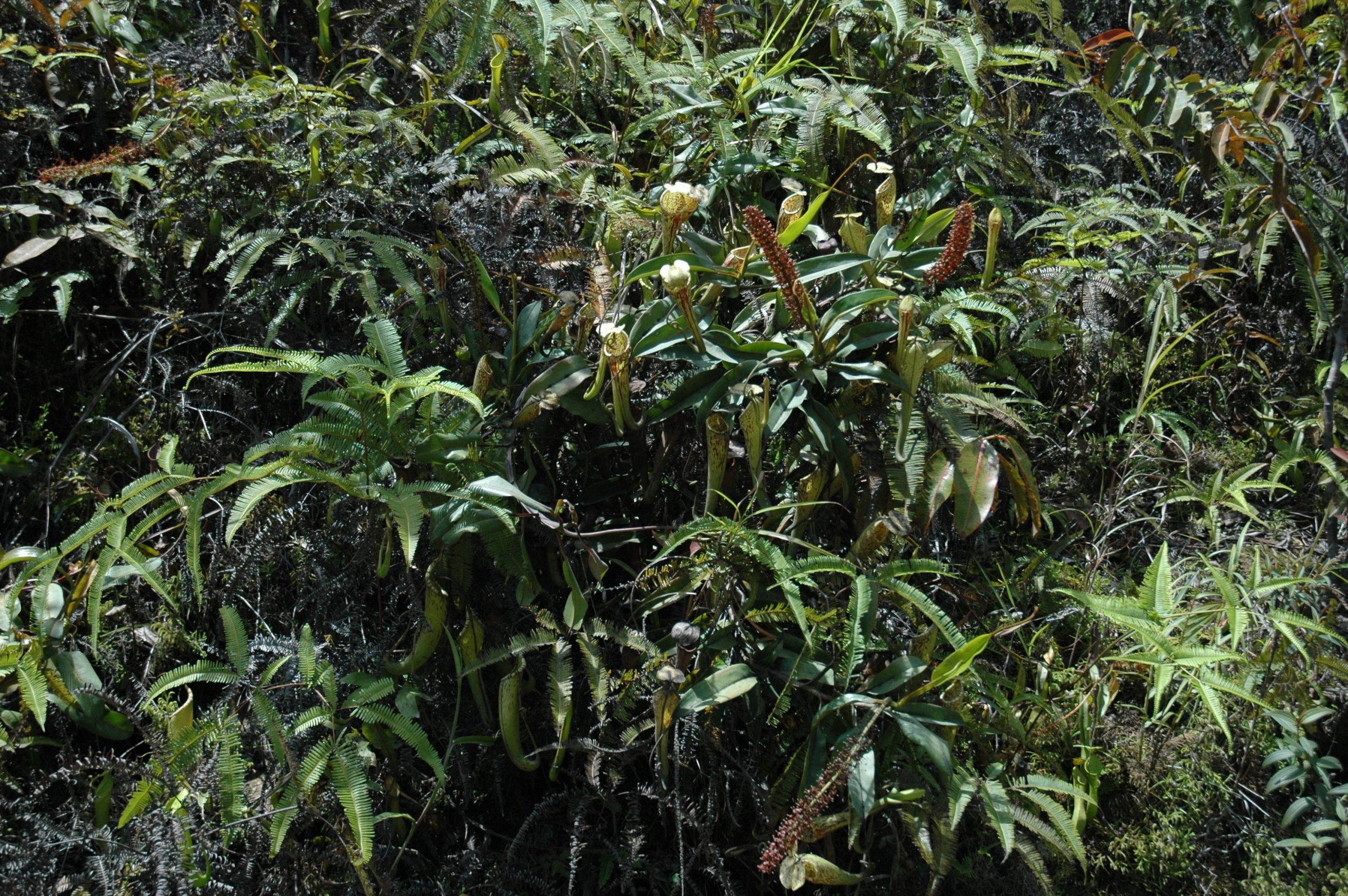 Jardin Botanique Frais Nepenthes Fusca Wikiwand
