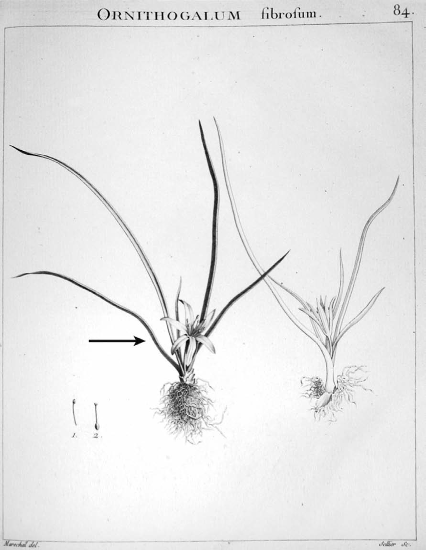 Original iconography of Ornithogalum fibrosum Desf in DESFONTAINES Flora Atlantica