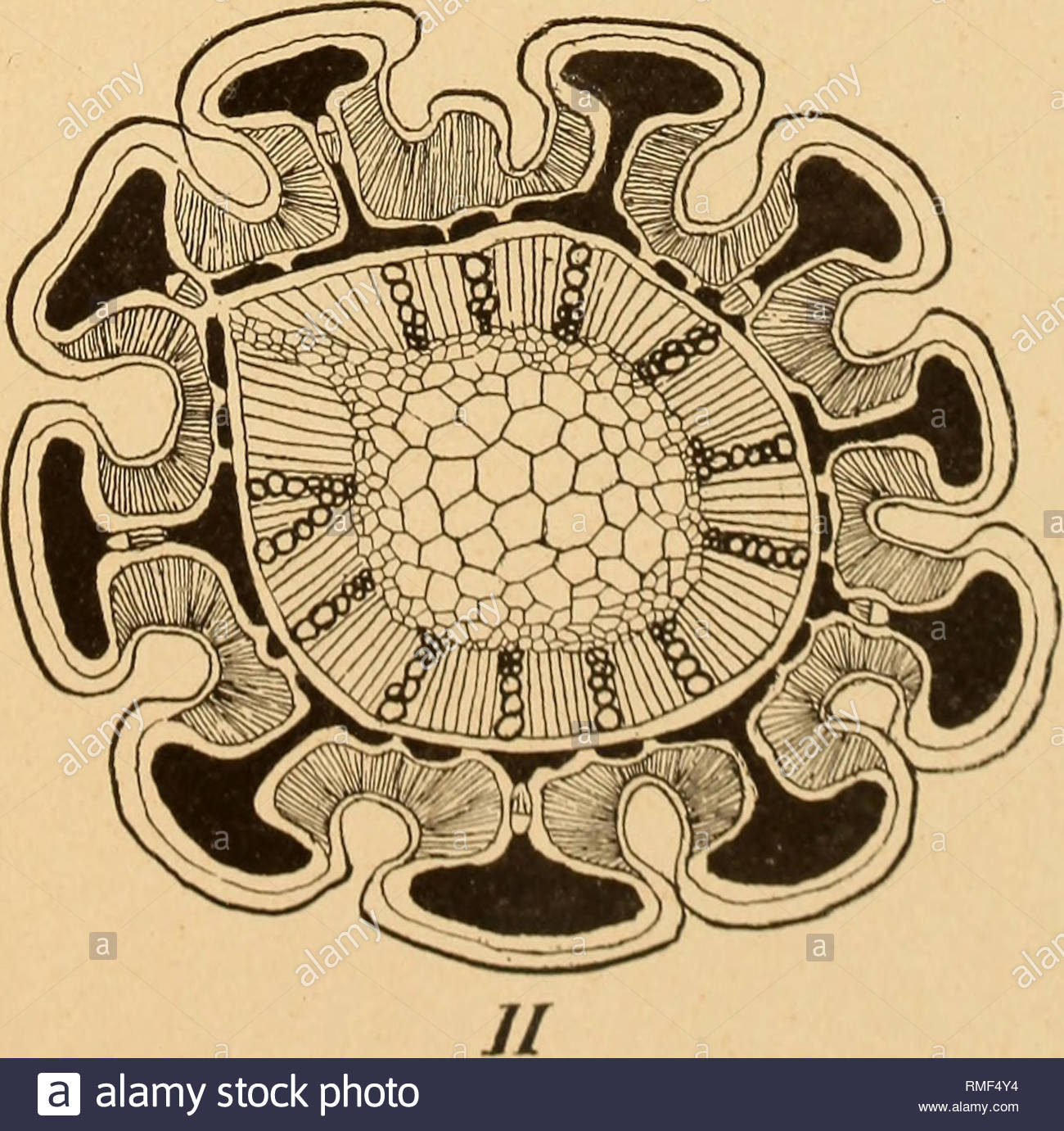 annuaire du conservatoire et du jardin botaniques de genve botany please note that these images are extracted from scanned page images that may have been digitally enhanced for readability coloration and appearance of these illustrations may not perfectly resemble the original work conservatoire et jardin botaniques de la ville de genve genve conservatoire botanique RMF4Y4