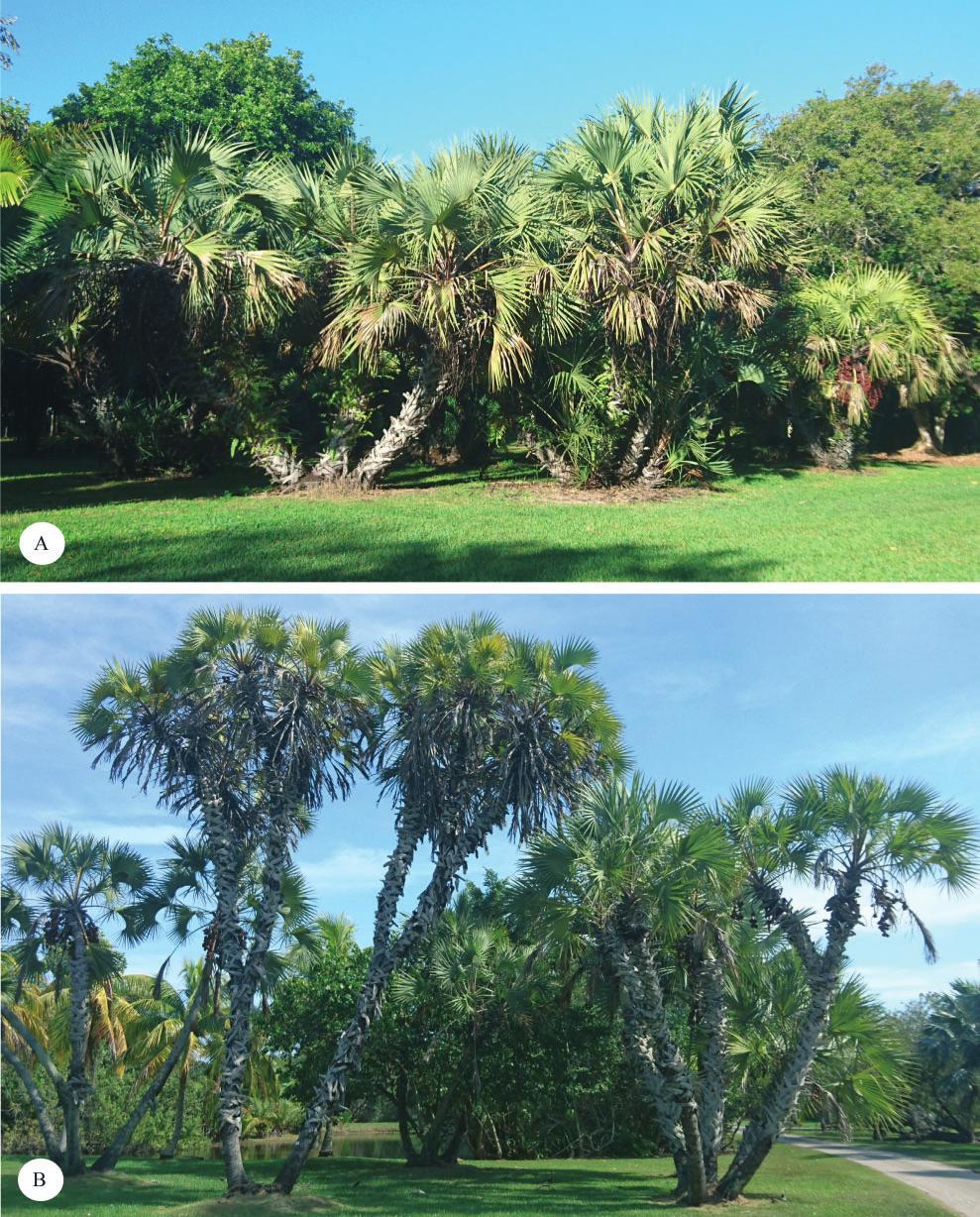 Jardin Botanique Geneve Unique Saussurea Journal De La société Botanique De Gen¨ve