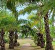 Jardin Botanique Génial Jardin Botanique Cayenne 2020 All You Need to Know