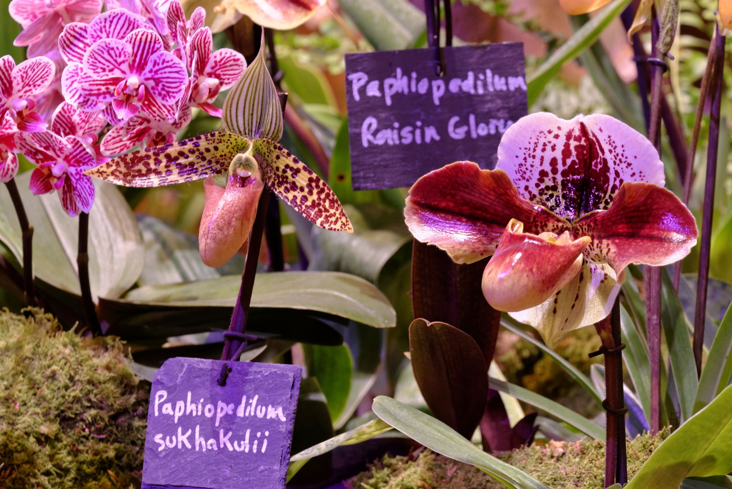 Jardin Botanique Génial Sukhakul S Paphiopedilum Media Encyclopedia Of Life