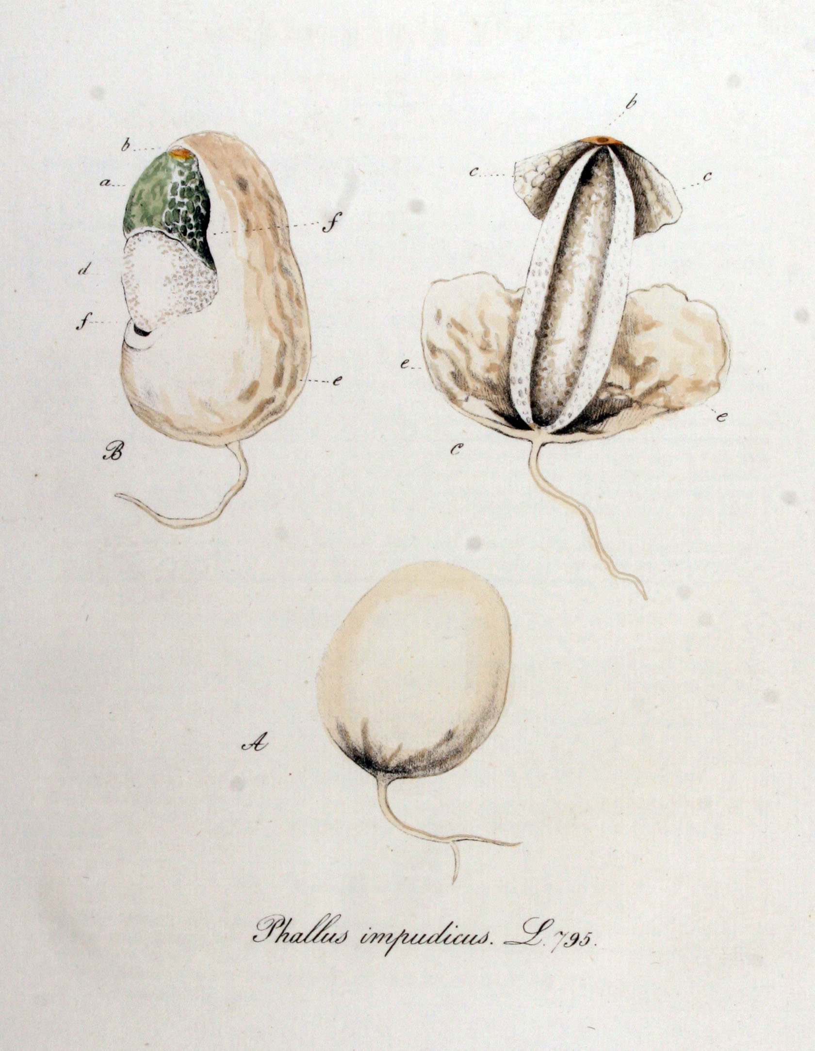 Jardin Botanique Inspirant Phallus Media Encyclopedia Of Life