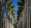 Jardin Botanique Kandy Beau Cooperstone Wallpaper Jardin Botanico Peradeniya Sri Lanka