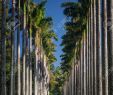 Jardin Botanique Kandy Beau Cooperstone Wallpaper Jardin Botanico Peradeniya Sri Lanka