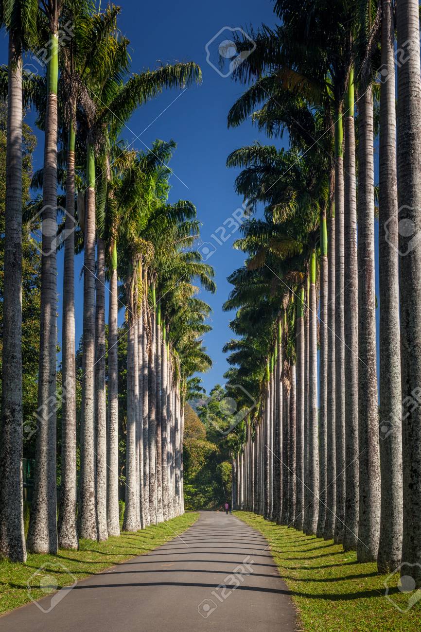 palm alley in botanical garden peradeniya kandy sri lanka