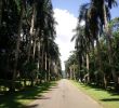Jardin Botanique Kandy Beau Ella and Kandy Visit to Central Sri Lanka Been Around