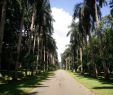 Jardin Botanique Kandy Beau Ella and Kandy Visit to Central Sri Lanka Been Around