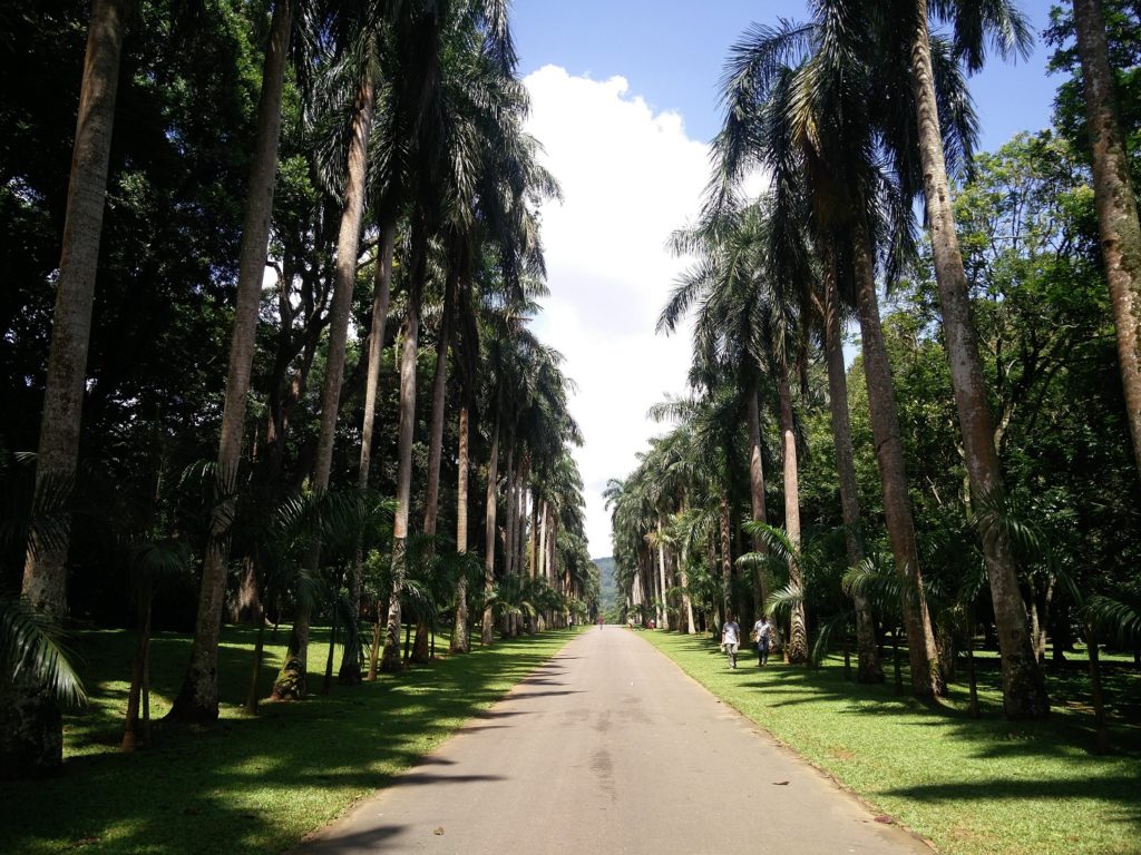 botanical garden kandy