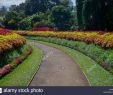 Jardin Botanique Kandy Beau Flower Garden Peradeniya Kandy Stock S & Flower Garden