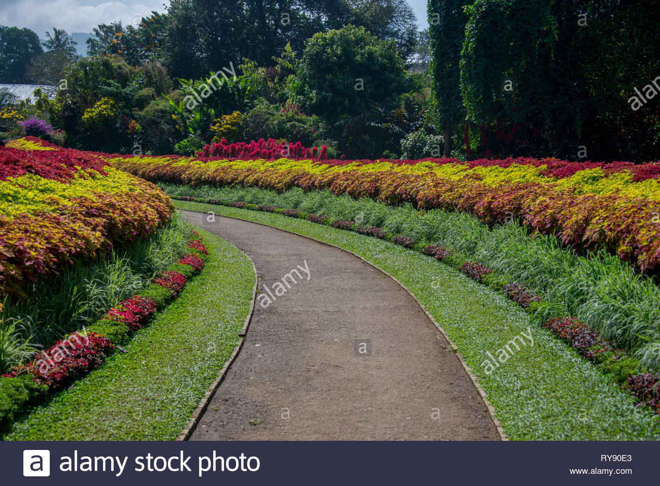 Jardin Botanique Kandy Beau Flower Garden Peradeniya Kandy Stock S & Flower Garden