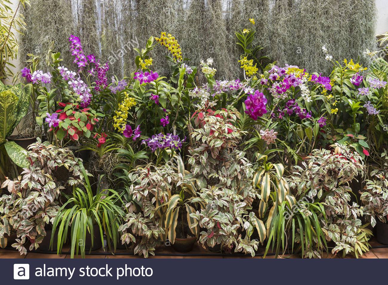 peradeniya botanical gardens kandy sri lanka display of orchids and other tropical plants 2B3RD25