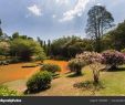 Jardin Botanique Kandy Beau Jardin Botanico Peradeniya