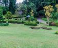 Jardin Botanique Kandy Beau Jardin Botanico Peradeniya