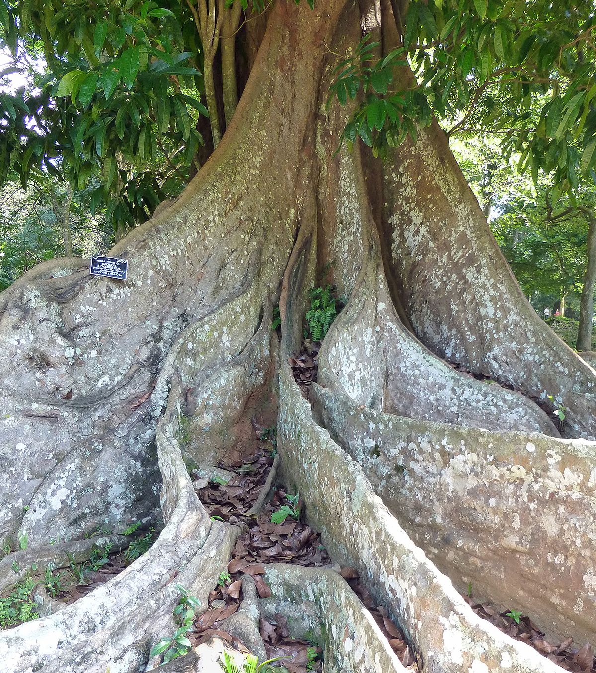 1200px Dimorphandra mora Jardin botanique de Kandy 1