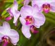Jardin Botanique Kandy Best Of 100 [ Peradeniya Botanical Gardens ]