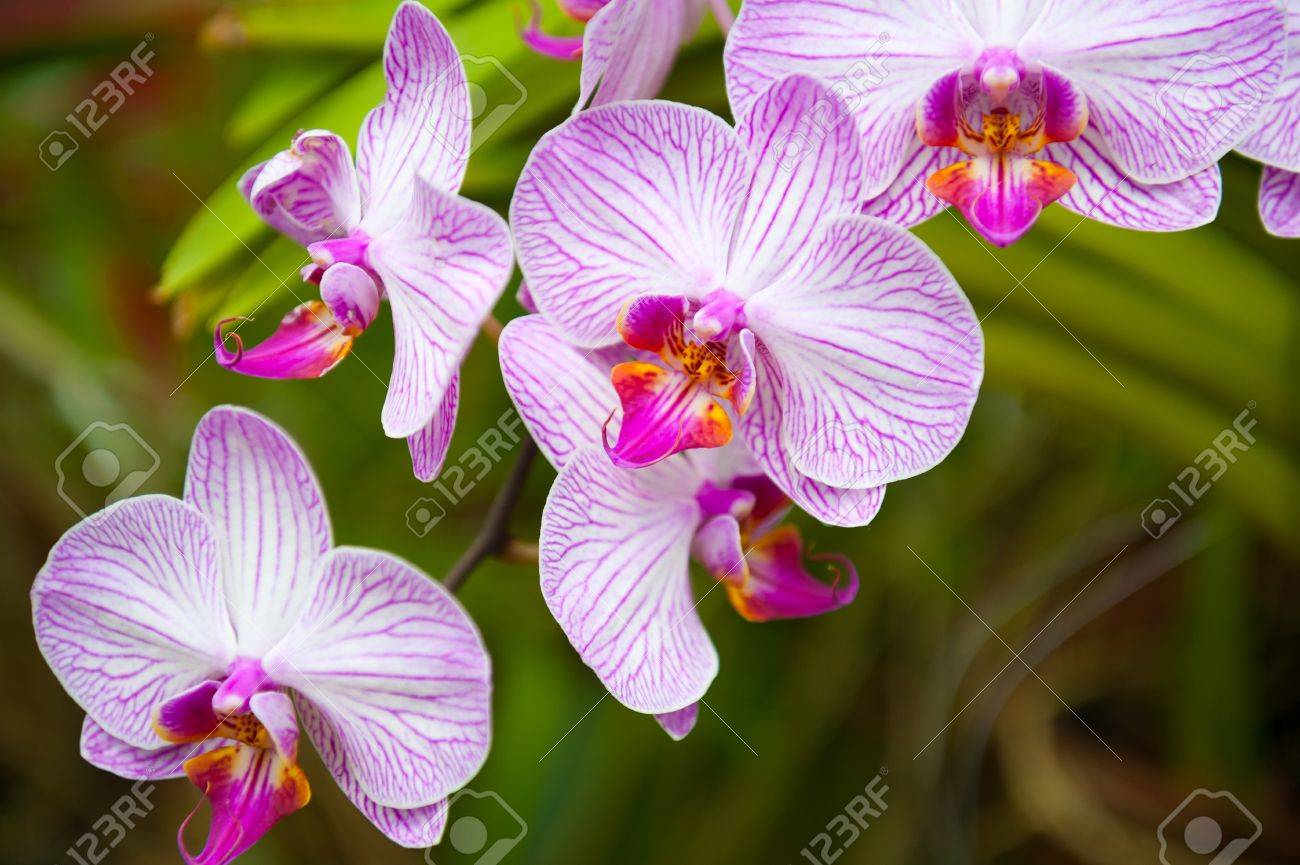 Flowering orchids in Botanical Garden in Peradeniya Kandy Sri Lanka Stock