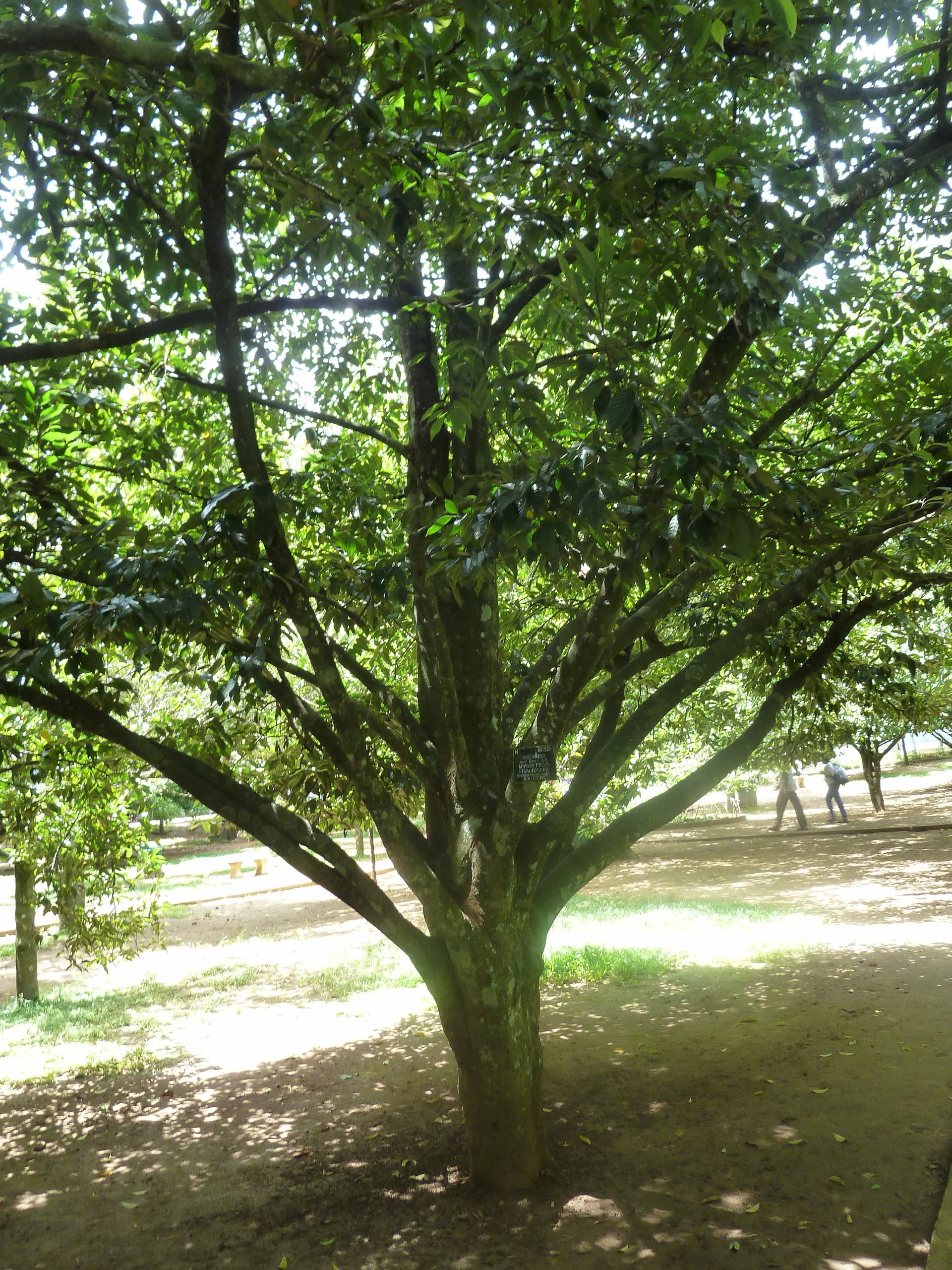 3000px Myristica fragrans musca r Jardin botanique de Peradeniya Kandy JPG