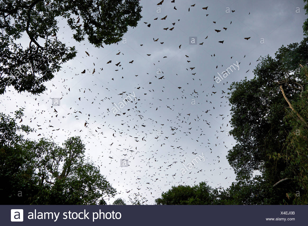 sri lanka kandy peradeniya indian flying fox or greater indian fruit bat pteropus giganteus flying high in sky above royal X4EJ0B