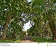 Jardin Botanique Kandy Best Of Jardin Botanico Peradeniya