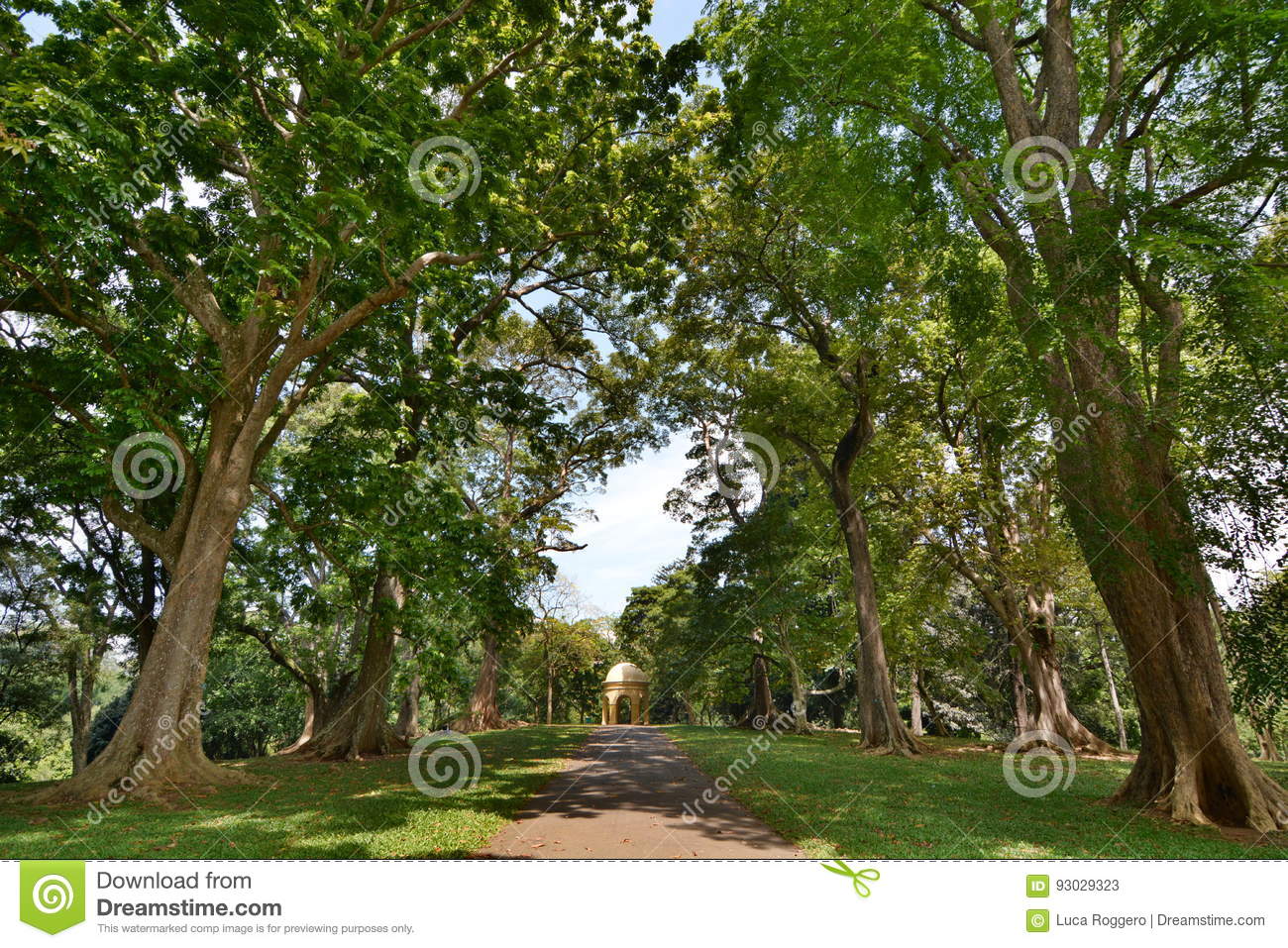 royal botanical gardens peradeniya kandy sri lanka botanic located near city garden includes more than species