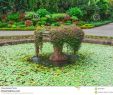 Jardin Botanique Kandy Charmant 100 [ Botanical Garden Peradeniya ]