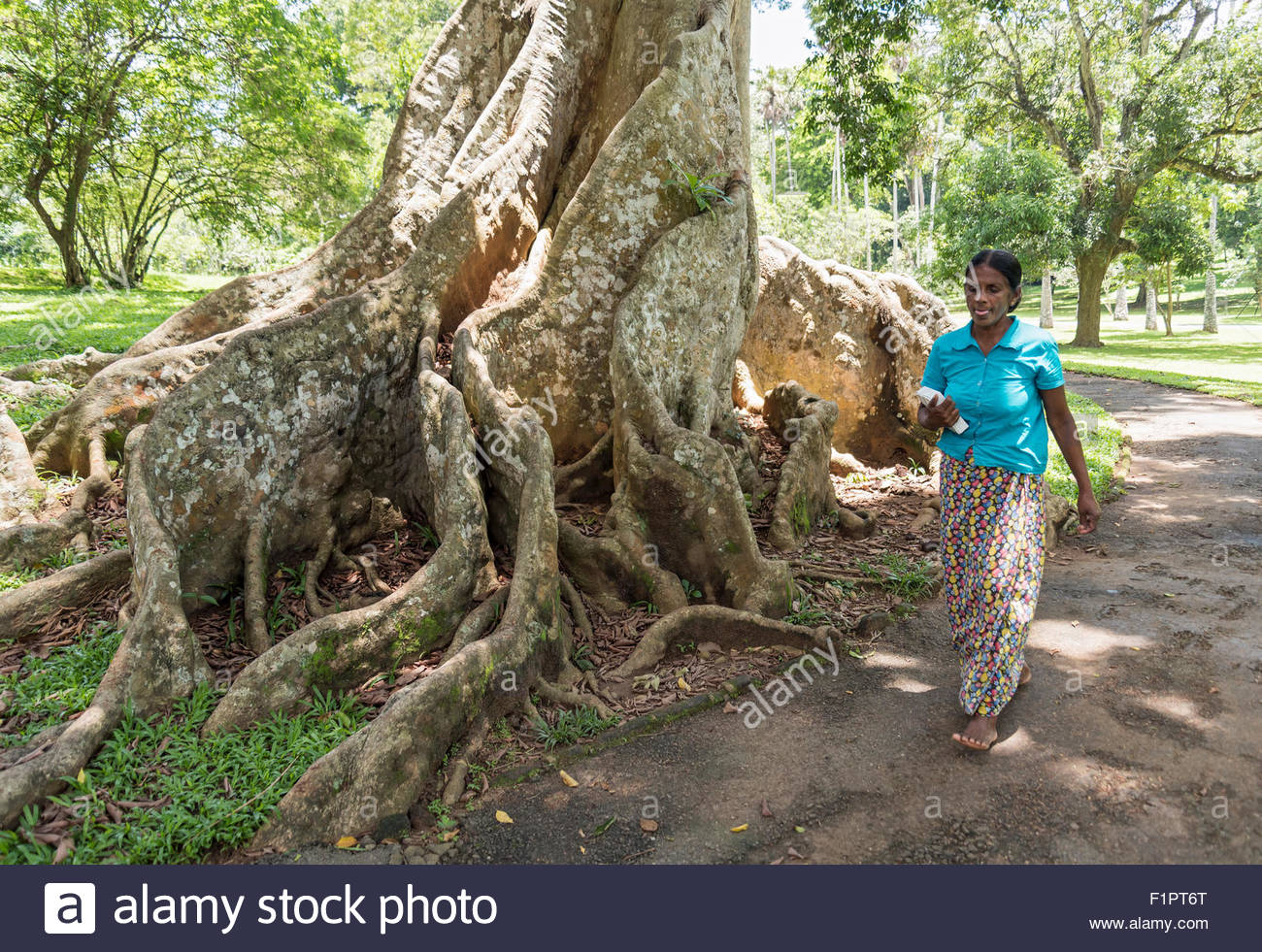 contrefort racines damande java geant canarium indicum ou ligne canarium au jardin botanique royal de peradeniya pres de kandy sri l f1pt6t