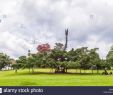 Jardin Botanique Kandy Charmant Flower Garden Peradeniya Kandy Stock S & Flower Garden