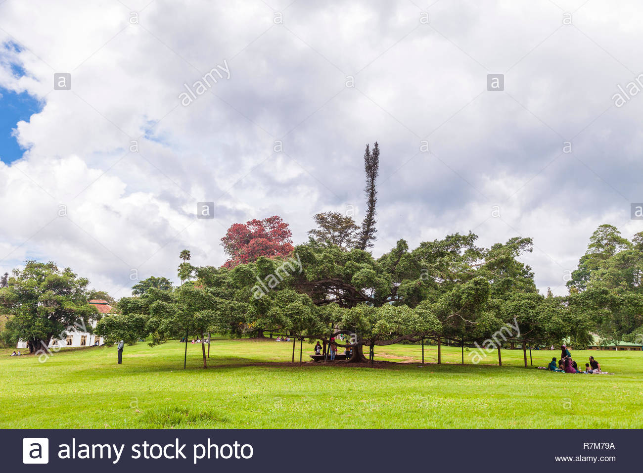 botanical gardens kandy sri lanka R7M79A