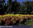 Jardin Botanique Kandy Charmant Flower Garden Peradeniya Kandy Stock S & Flower Garden