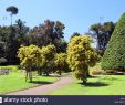 Jardin Botanique Kandy Charmant Flower Garden Peradeniya Kandy Stock S & Flower Garden