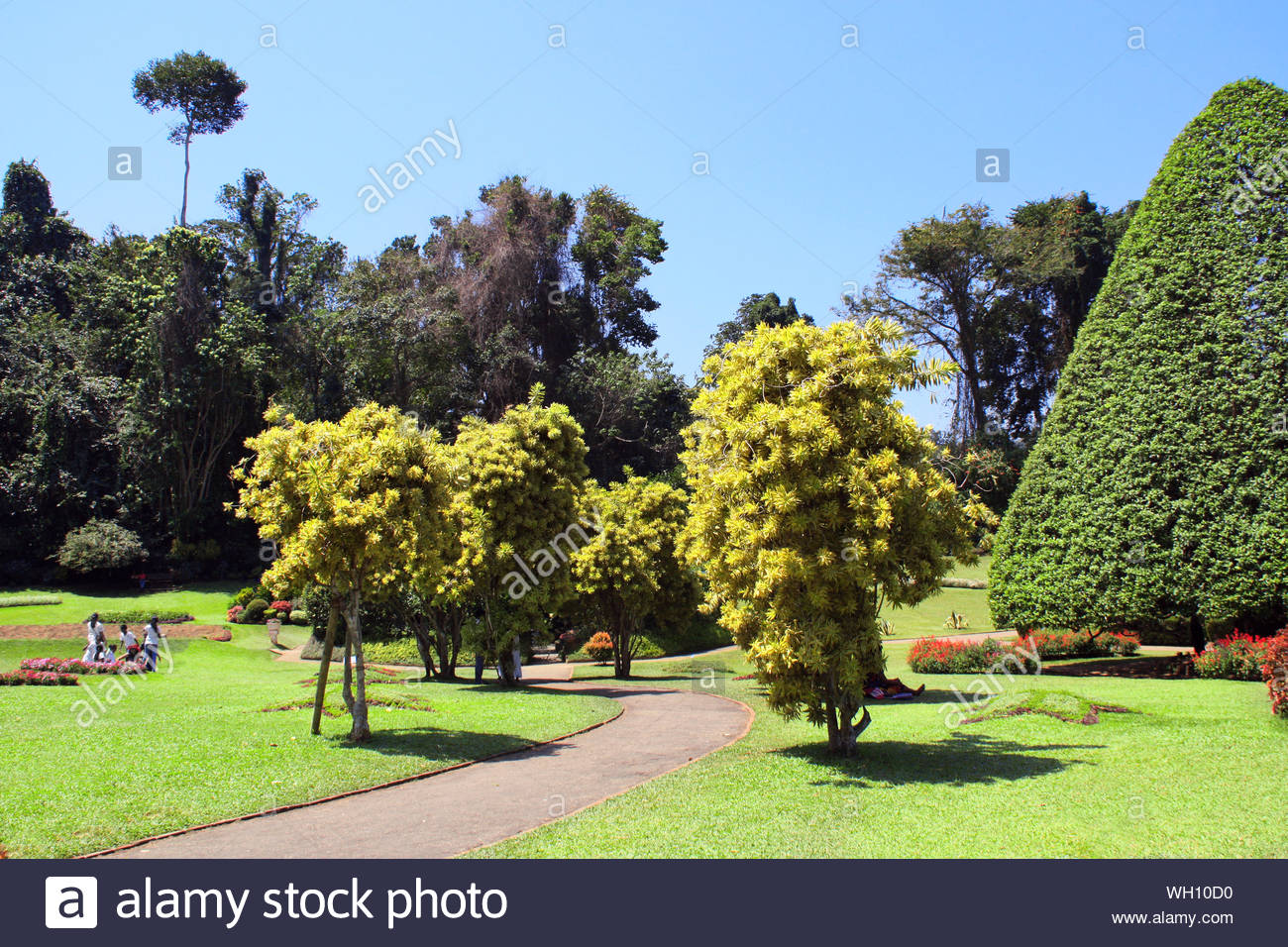 royal botanical garden peradeniya kandy sri lanka WH10D0