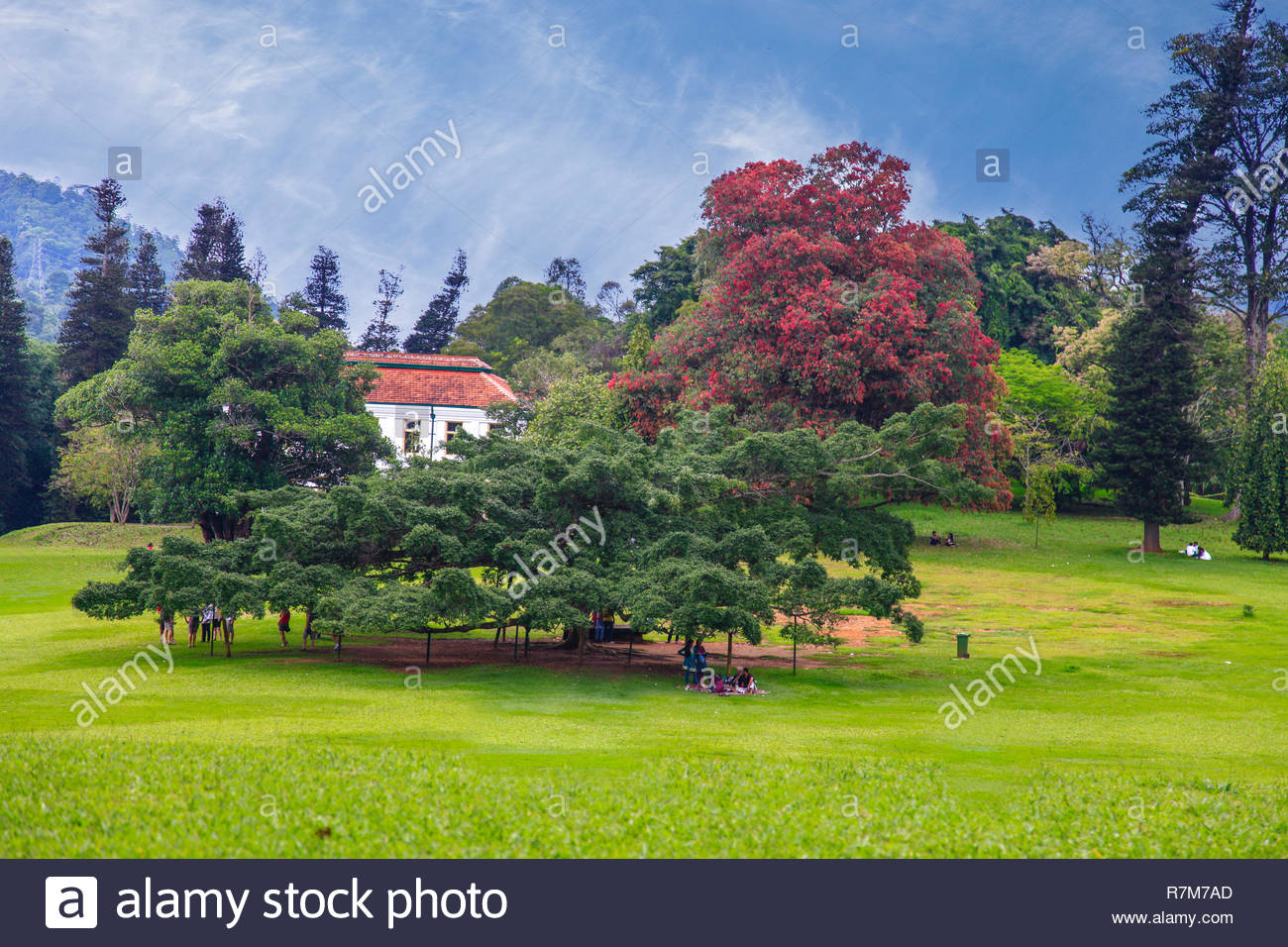 botanical gardens kandy sri lanka R7M7AD