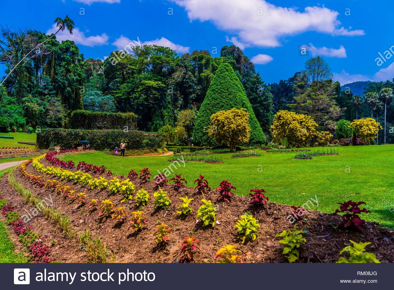 royal botanical gardens peradeniya kandy central province sri lanka RM08JG