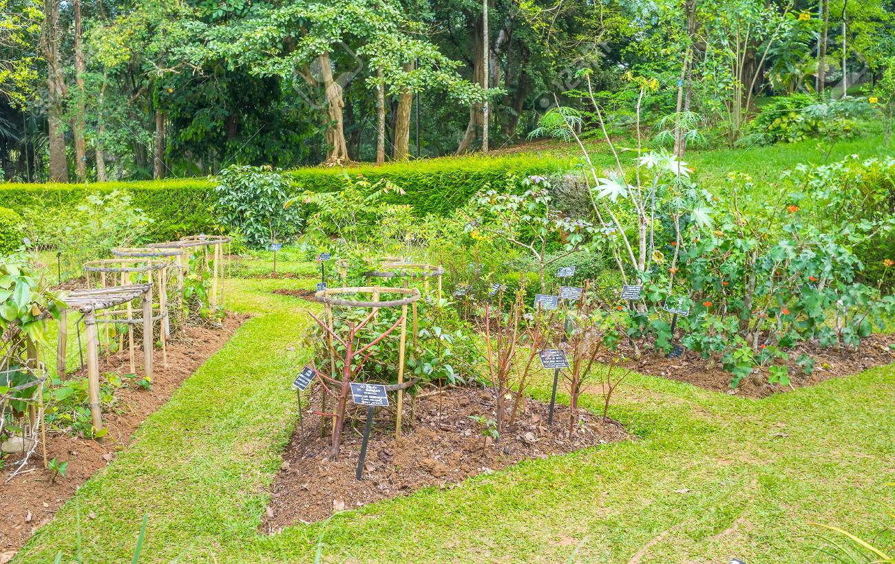 the department of medicinal plants in peradeniya royal botanical garden kandy sri lanka
