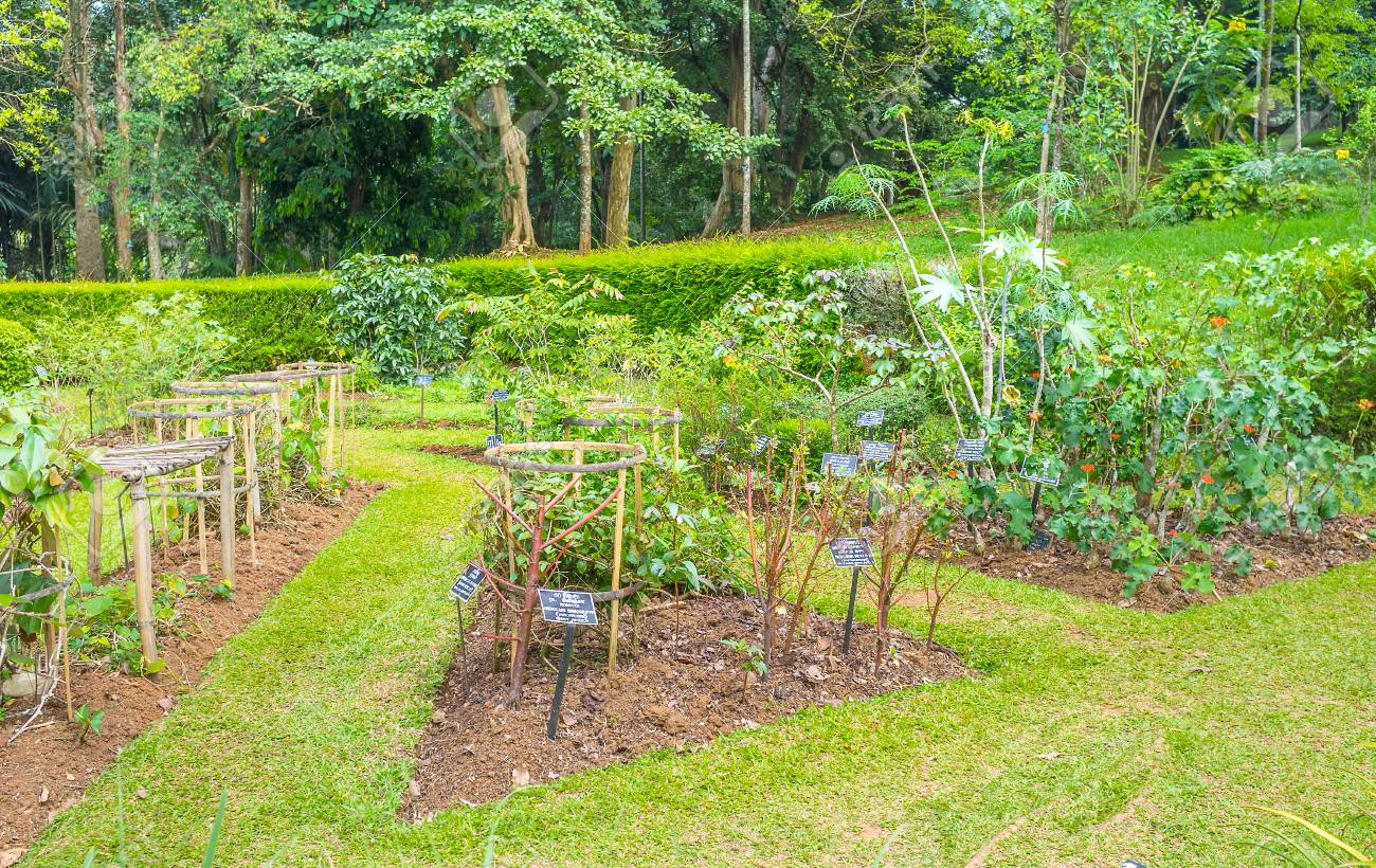 Jardin Botanique Kandy Charmant Jardin Botanico Peradeniya